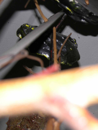 DSCN3781